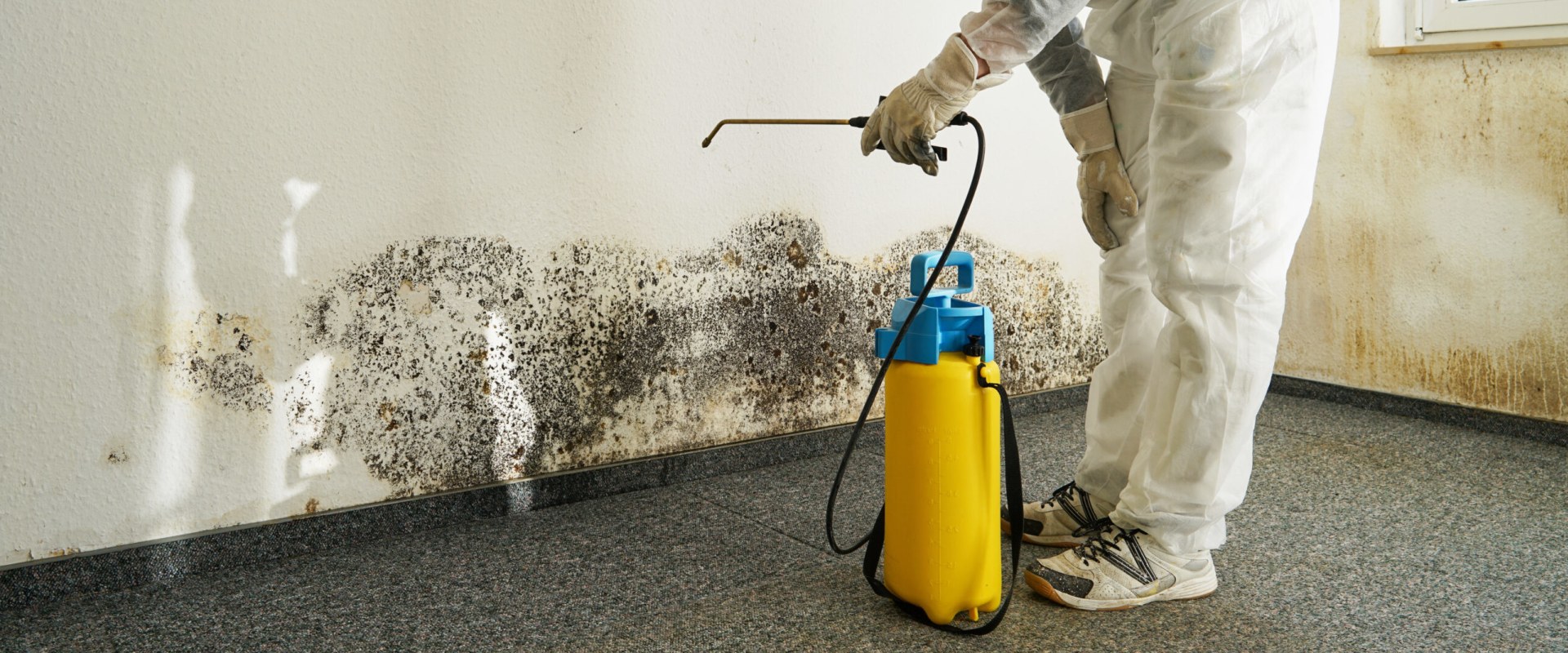 Hiring a Professional Mold Remediation Service: What You Need to Know