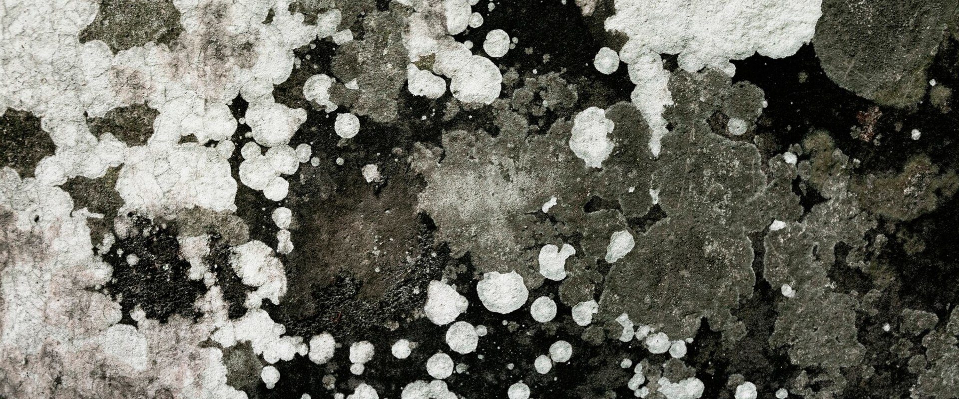 Preventing Future Mold Growth: A Comprehensive Guide