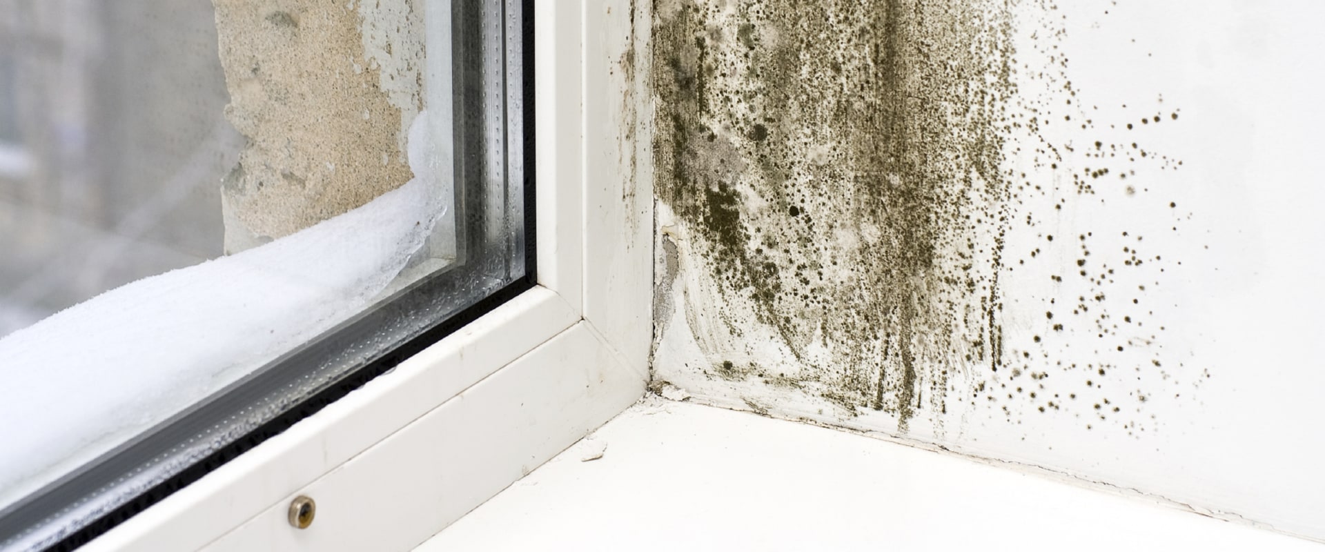 Common Signs of Mold Growth: How to Identify and Handle Mold in Your Home