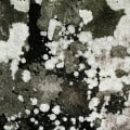 Preventing Future Mold Growth: A Comprehensive Guide