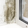 Common Signs of Mold Growth: How to Identify and Handle Mold in Your Home