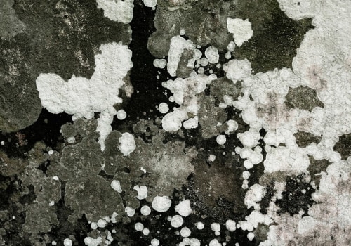 Preventing Future Mold Growth: A Comprehensive Guide