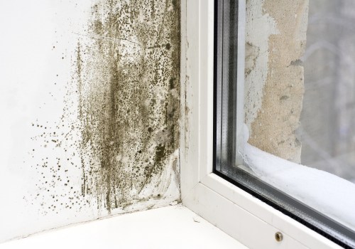 Common Signs of Mold Growth: How to Identify and Handle Mold in Your Home